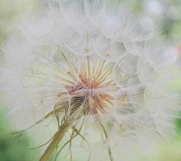 Fotoroleta pole natura łąka kwiat piękny