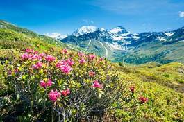 Fototapeta szczyt pejzaż spokojny natura szwajcaria