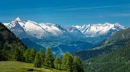 Naklejka drzewa natura szwajcaria