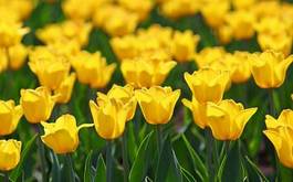Plakat tulipan bukiet ogród pole