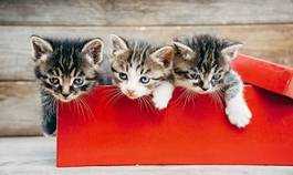 Plakat kociaki w czerwonym pudełku