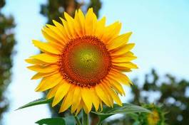 Obraz na płótnie świt niebo roślina słonecznik lato