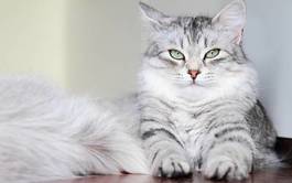 Plakat kotka syberyjska