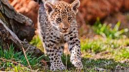 Fototapeta jaguar natura zwierzę