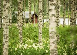 Obraz na płótnie północ las finlandia