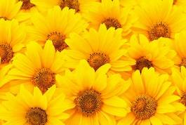 Obraz na płótnie słonecznik natura kwitnący