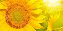 Fotoroleta lato kwiat słonecznik słońce tło
