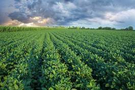 Fotoroleta rolnictwo niebo warzywo soja