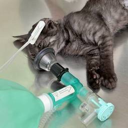 Plakat zdrowie zwierzę kot znieczulenie sprzęt