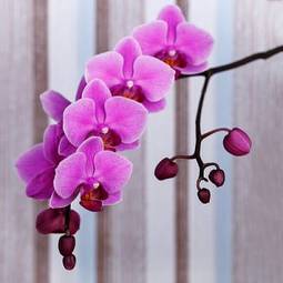 Fototapeta orhidea egzotyczny piękny storczyk