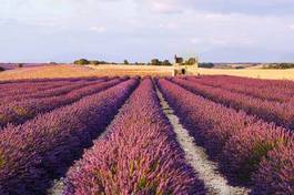 Fototapeta europa kwitnący rolnictwo piękny żniwa