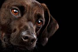 Plakat szczenię zwierzę pies łapa ogar