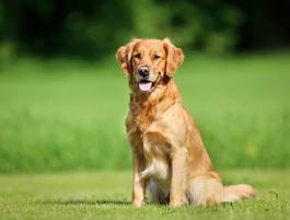 Obraz na płótnie pies rasy golden retriever