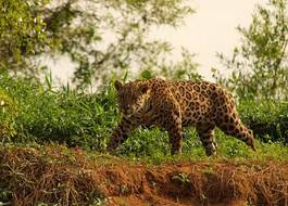 Naklejka natura zwierzę safari brazylia jaguar