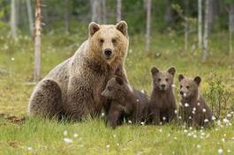 Naklejka niedźwiedź szczenię rodzina bruno