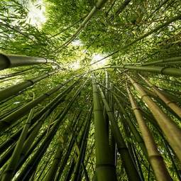 Fotoroleta świeży drzewa japoński