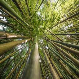 Naklejka drzewa bambus roślina