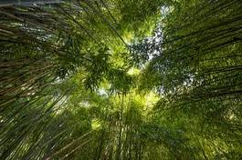Fotoroleta tropikalny gałązka natura