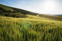 Fotoroleta pszenica żniwa wieś niebo anglia