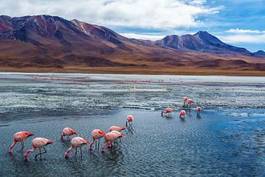 Naklejka flamingo wulkan pejzaż
