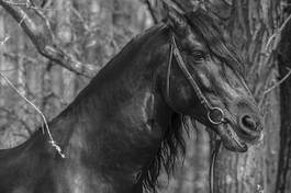 Fototapeta grzywa koń stajnia sport portret