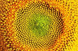 Fotoroleta lato piękny warzywo słonecznik pyłek