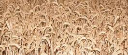 Fotoroleta pszenica słoma niebo pole jesień