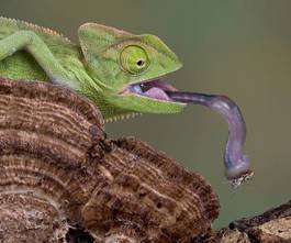 Fotoroleta gad oko kameleon zwierzę