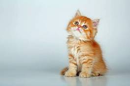 Obraz na płótnie uroczy rudy pręgowany kociak