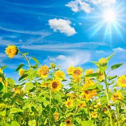 Fotoroleta słońce słonecznik pole rolnictwo kwiat