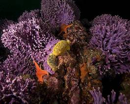 Obraz na płótnie podwodne wyspa koral