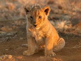 Obraz na płótnie lew dziki afryka