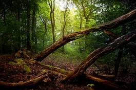 Naklejka gałązka droga zmierzch krajobraz las