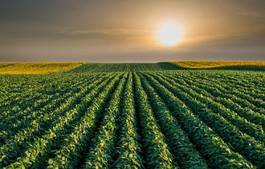 Fotoroleta jedzenie słońce rolnictwo lato natura