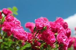 Fotoroleta ogród kwiat piękny świeży
