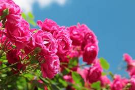 Obraz na płótnie piękny bukiet ogród kwitnący