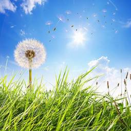 Fototapeta roślina słońce trawa niebo