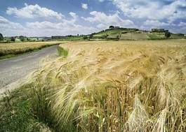 Fotoroleta panorama pejzaż słoma pole