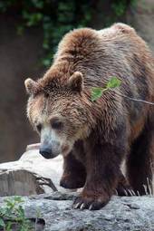 Fototapeta zwierzę ssak niedźwiedź dziki