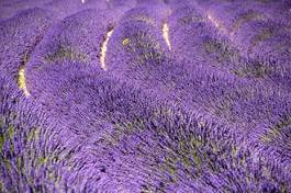 Fotoroleta francja prowansja krajobraz aromaterapia kwiat