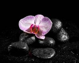 Obraz na płótnie woda rosa kwiat storczyk natura