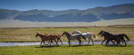 Fotoroleta ranczo zwierzę pejzaż trawa pastwisko
