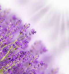 Obraz na płótnie zdrowie natura aromaterapia kwiat