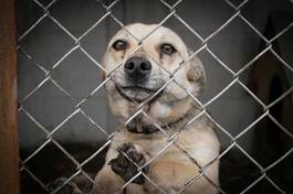 Fotoroleta pies canino schronisko samotność smutek