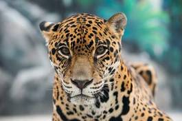 Plakat jaguar pantera safari zwierzę