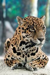 Naklejka ssak zwierzę kot jaguar twarz