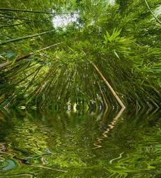 Naklejka bambus trawa azjatycki