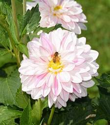 Naklejka dalia ogród kwiat roślina pyłek