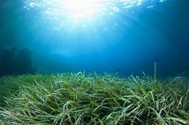 Obraz na płótnie woda trawa natura