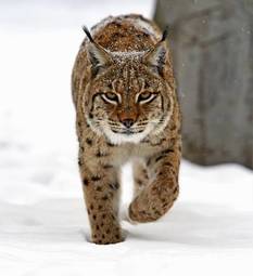 Fotoroleta las ssak kot zwierzę